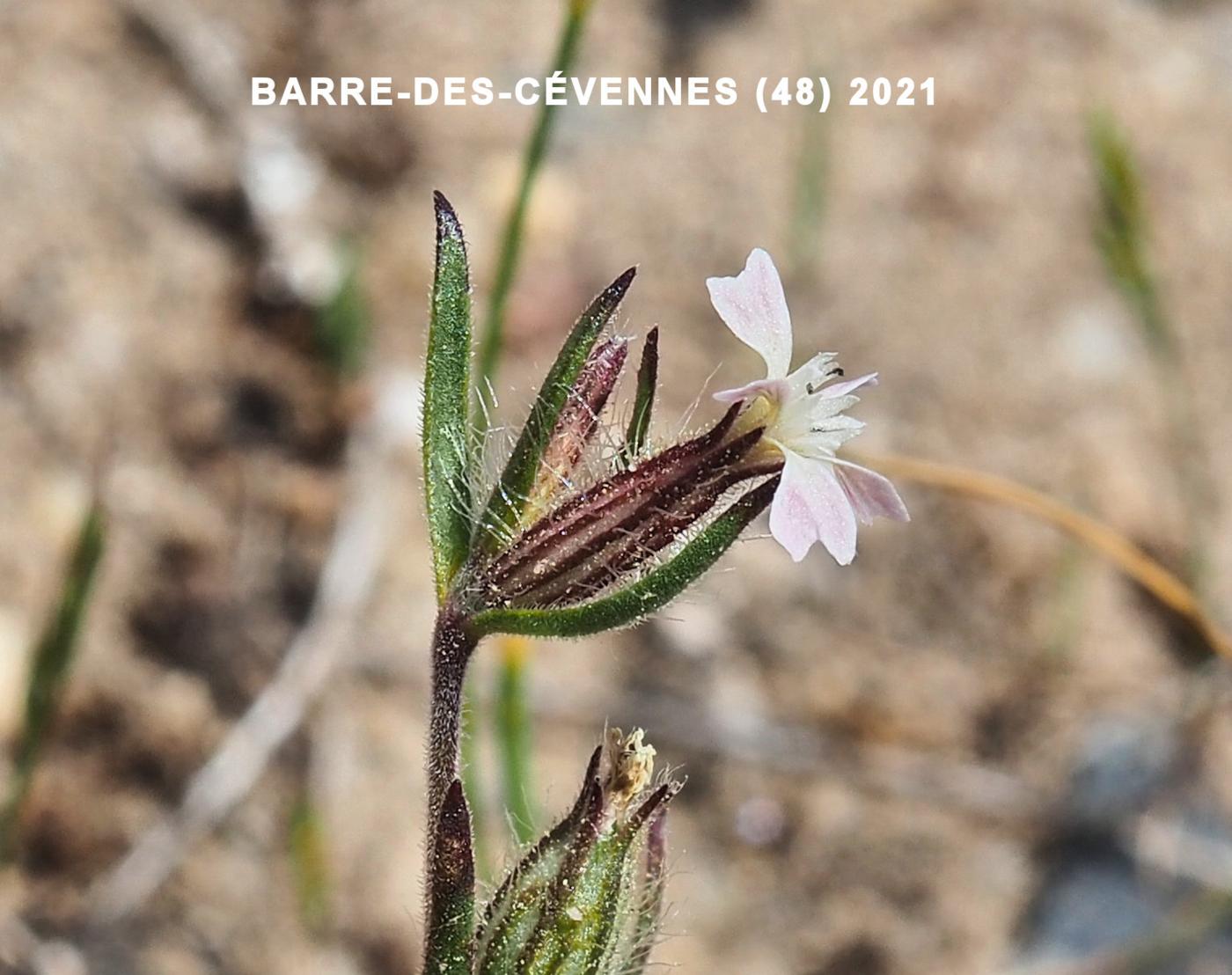 Catchfly, French flower